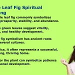 Fiddle Leaf Fig Spiritual Meaning: Symbolism, Energy, and Growth